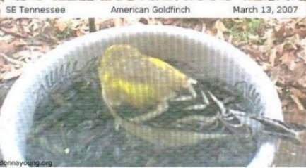 American Goldfinch in mid-feather color change