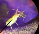 Microscope: This image shows the side of an aphid and the front of another aphid.