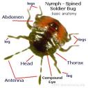Basic Insect Anatomy