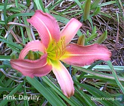 pink daylily