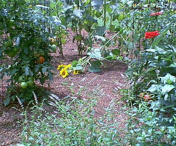 Garden with Broken Sunflowers