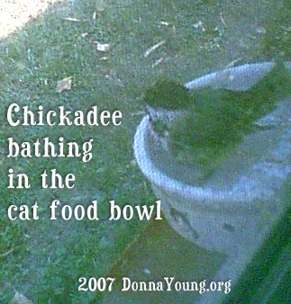 Bathing Chickadee