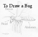 Draw An Insect: Basic Insect Anatomy