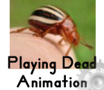 Video - Playing Dead by a False Potato Beetle