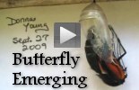 Videos - Monarch Butterfly Emerging