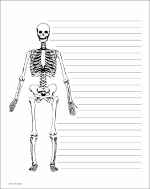 Human Skeleton Paper