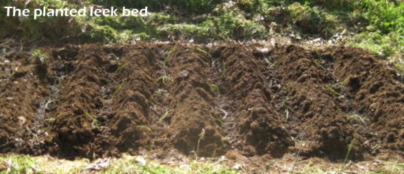 planted leek bed