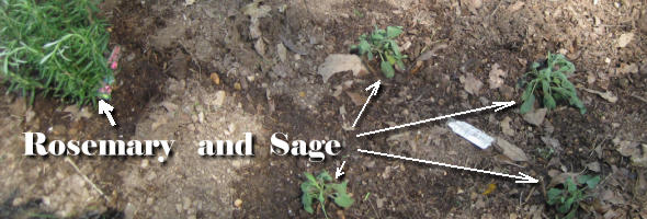 rosemary and sage, planted