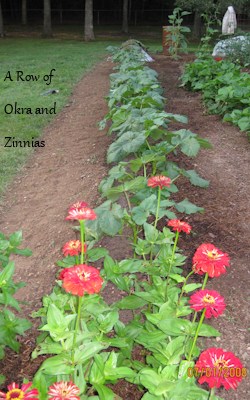 okra and zinnias - 2008