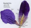 Iris Labled