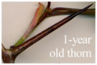 Year-old Thorn