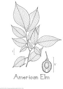 woodfern coloring page