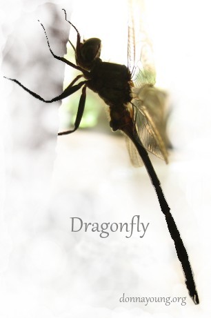 dragon fly