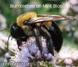 bumblebee on mint