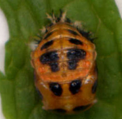 pupa stage