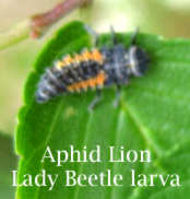lady beetle larva